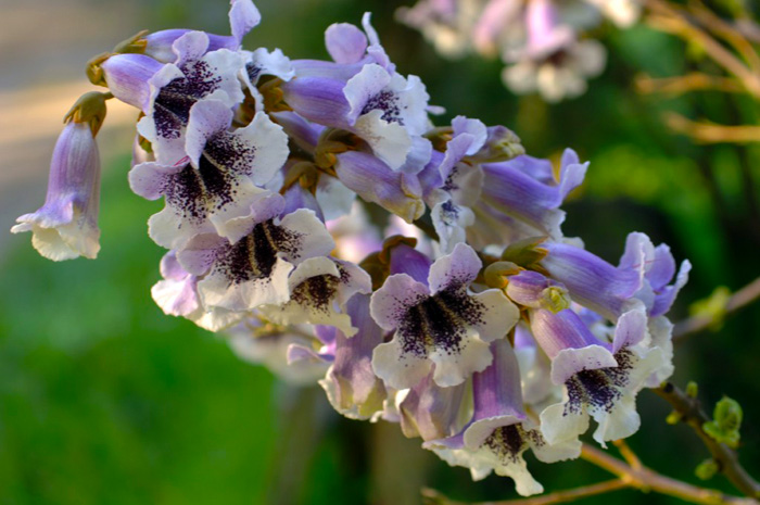 100 Graines De Paulownia Elongata - Arbre à Croissance Rapide, Facile à Cultiver, Pour Tous Types De Sol