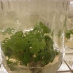 Rasadnik Florand - In vitro razmnožavanje Paulovnije Hibrid