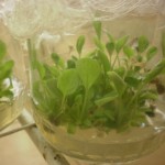 Rasadnik Florand - In vitro razmnožavanje Gerbere