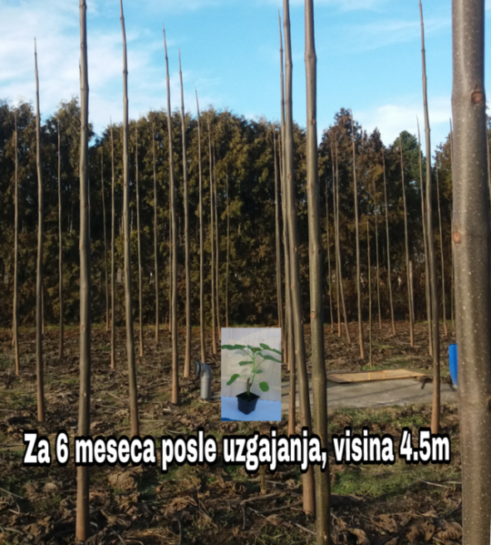 Paulovnija